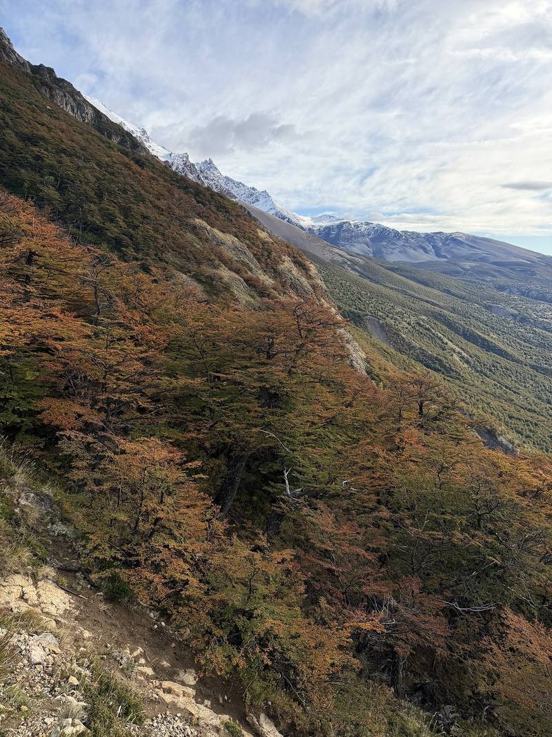 Lenga forest turning on the climb above Lago Viedma, Day 2.