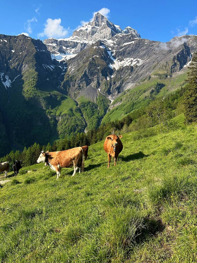 Cows in the meadows above Vérossaz, Day 2.