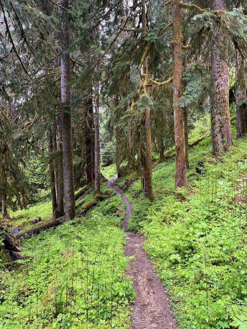 The trail through the forest on the way down, Day 4.
