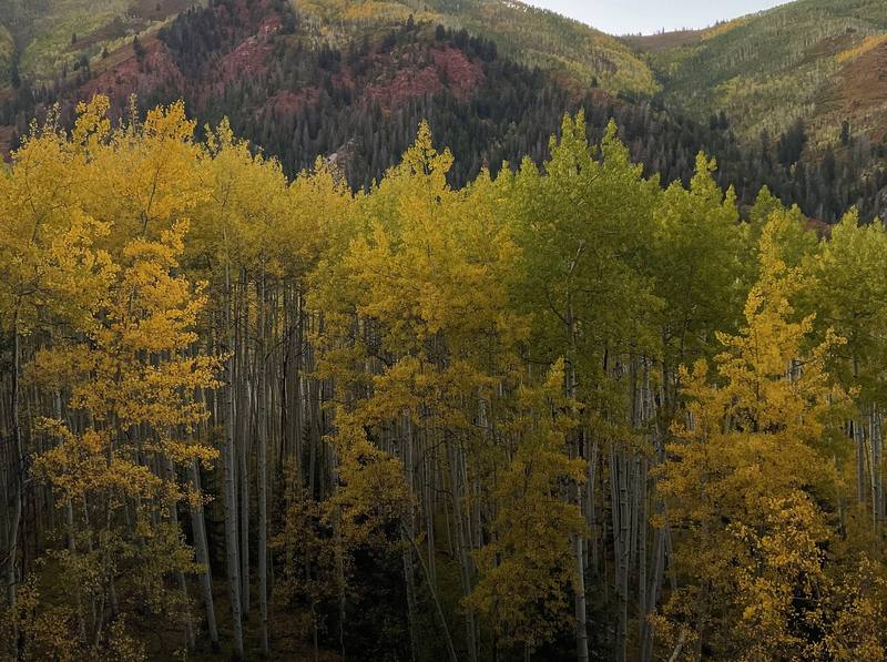 Yellow aspens above Snowmass Creek, the evening of Day 1.