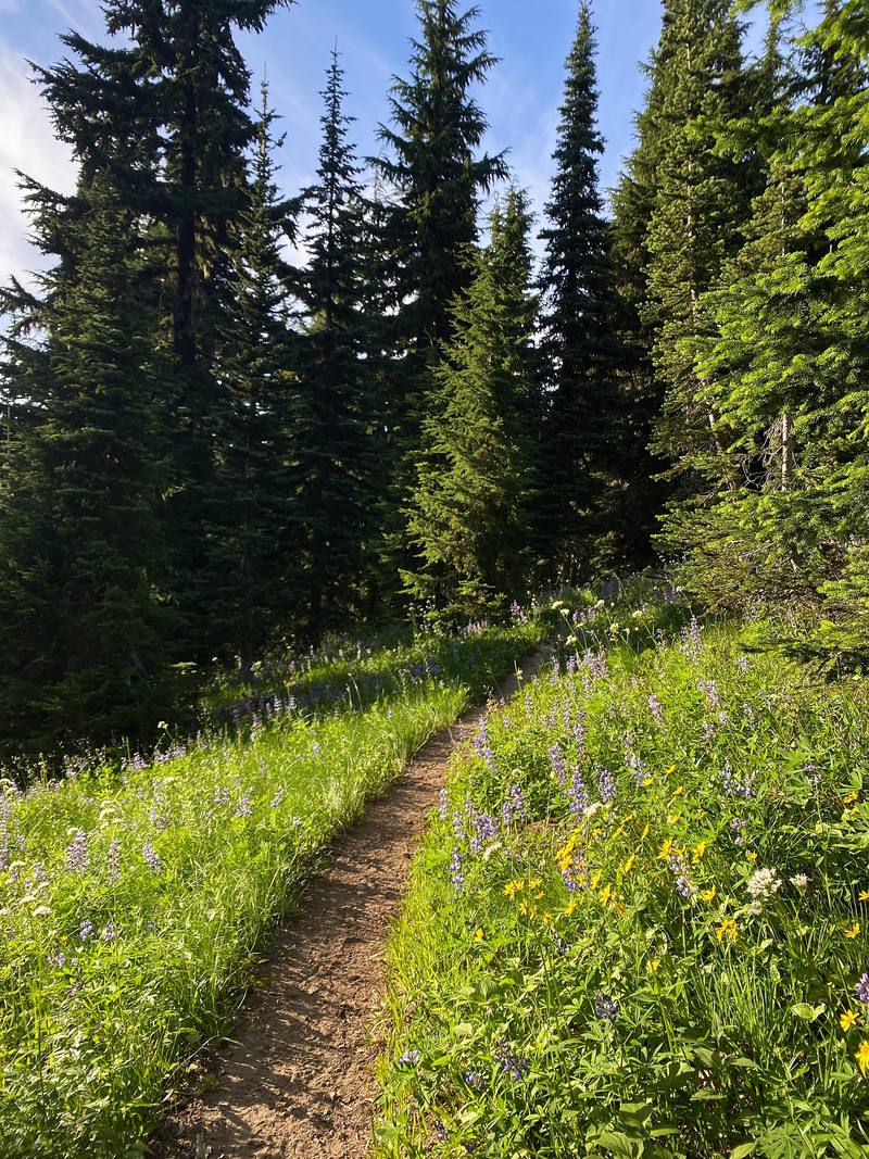 The PCT through the meadows on Day 1.