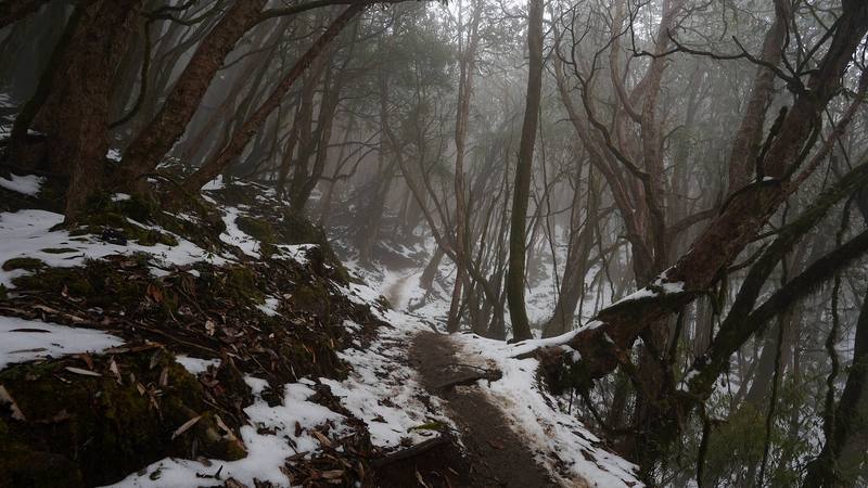 Snow in the forest below Low Camp on the afternoon of Day 2.