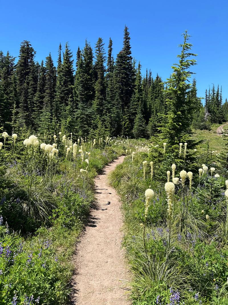 Beargrass beside the trail on the north side, Day 1.
